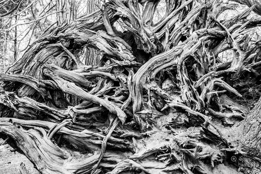 Sequoia Wurzeln