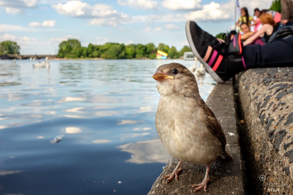 Piepmatz an der Binnenalster