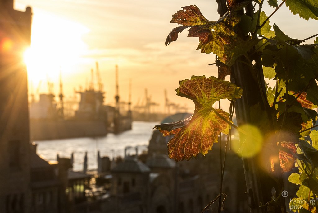 Der Weinberg auf dem Stintfang